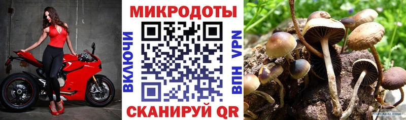 купить  сайты  Новокубанск  Галлюциногенные грибы мицелий 